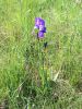Filename=161_02_07cb_perunika_ilirska_Iris_pallida_subsp__illyrica_2015_05_08_IMG_0574.jpg
Filesize=378KB
Dimensions=675x900
Date added=May 29, 2015 161_02_07cb_perunika_ilirska_Iris_pallida_subsp__illyrica_2015_05_08_IMG_0574.jpg