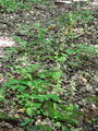 Filename=162_04_07ba_Nordenova_mocvirnica_Epipactis_nordeniorum_DSC03915.jpg
Filesize=324KB
Dimensions=675x900
Date added=Jan 27, 2009 162_04_07ba_Nordenova_mocvirnica_Epipactis_nordeniorum_DSC03915.jpg
