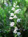162_07_01bc_mrezolistka_plazeca_Goodyera_repens_2009_07090061.jpg