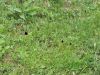Filename=162_12_01ca_murka_Rhellikanova_Nigritella_rhellicani_IMG_8267.JPG
Filesize=569KB
Dimensions=898x674
Date added=Jul 25, 2016 162_12_01ca_murka_Rhellikanova_Nigritella_rhellicani_IMG_8267.JPG