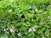 Filename=162_12_01cb_murka_Rhellikanova_Nigritella_rhellicani_IMG_8261.JPG
Filesize=353KB
Dimensions=900x675
Date added=Jul 25, 2016 162_12_01cb_murka_Rhellikanova_Nigritella_rhellicani_IMG_8261.JPG