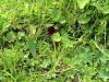 Filename=162_12_01cc_murka_Rhellikanova_Nigritella_rhellicani_IMG_8262.JPG
Filesize=412KB
Dimensions=900x675
Date added=Jul 25, 2016 162_12_01cc_murka_Rhellikanova_Nigritella_rhellicani_IMG_8262.JPG