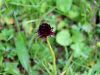 Filename=162_12_01cd_murka_Rhellikanova_Nigritella_rhellicani_IMG_8121.JPG
Filesize=218KB
Dimensions=900x675
Date added=Jul 25, 2016 162_12_01cd_murka_Rhellikanova_Nigritella_rhellicani_IMG_8121.JPG