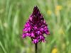 Filename=162_16_01cd_pilovec_piramidasti_Anacamptis_pyramidalis_IMG_0747a.jpg
Filesize=162KB
Dimensions=900x675
Date added=Sep 08, 2015 162_16_01cd_pilovec_piramidasti_Anacamptis_pyramidalis_IMG_0747a.jpg
