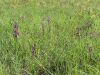 Filename=162_16_03ca_kukavica_rahlocvetna_Anacamptis_laxiflora_IMG_0791.jpg
Filesize=384KB
Dimensions=900x675
Date added=Jun 08, 2015 162_16_03ca_kukavica_rahlocvetna_Anacamptis_laxiflora_IMG_0791.jpg