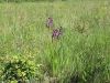 Filename=162_16_03cb_kukavica_rahlocvetna_Anacamptis_laxiflora_IMG_0790.jpg
Filesize=358KB
Dimensions=900x675
Date added=Jun 08, 2015 162_16_03cb_kukavica_rahlocvetna_Anacamptis_laxiflora_IMG_0790.jpg