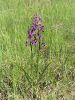 Filename=162_16_03cc_kukavica_rahlocvetna_Anacamptis_laxiflora_IMG_0787.jpg
Filesize=351KB
Dimensions=675x900
Date added=Jun 08, 2015 162_16_03cc_kukavica_rahlocvetna_Anacamptis_laxiflora_IMG_0787.jpg