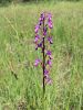 Filename=162_16_03cd_kukavica_rahlocvetna_Anacamptis_laxiflora_IMG_0785.jpg
Filesize=216KB
Dimensions=675x900
Date added=Jun 08, 2015 162_16_03cd_kukavica_rahlocvetna_Anacamptis_laxiflora_IMG_0785.jpg