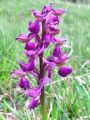 Filename=162_16_04cd_Kukavica_navadna_Orchis_morio_2014_04120081a.jpg
Filesize=231KB
Dimensions=675x900
Date added=Jan 04, 2015 162_16_04cd_Kukavica_navadna_Orchis_morio_2014_04120081a.jpg