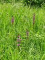 Filename=162_16_05ca_Kukavica_mocvirska_Orchis_palustris_zav_V_ca.jpg
Filesize=368KB
Dimensions=675x900
Date added=Jul 04, 2009 162_16_05ca_Kukavica_mocvirska_Orchis_palustris_zav_V_ca.jpg