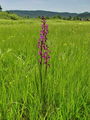 Filename=162_16_05cb_Kukavica_mocvirska_Orchis_palustris_zav_V_cb.jpg
Filesize=308KB
Dimensions=675x900
Date added=Jul 04, 2009 162_16_05cb_Kukavica_mocvirska_Orchis_palustris_zav_V_cb.jpg