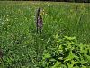 Filename=162_16_05ce_kukavica_mocvirska_Anacamptis_palustris_IMG_1179a.jpg
Filesize=438KB
Dimensions=900x675
Date added=Aug 12, 2015 162_16_05ce_kukavica_mocvirska_Anacamptis_palustris_IMG_1179a.jpg