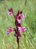 Filename=162_16_06cd_kukavica_metuljasta_Anacamptis_papilionacea_IMG_0687.jpg
Filesize=147KB
Dimensions=675x900
Date added=Jun 11, 2015 162_16_06cd_kukavica_metuljasta_Anacamptis_papilionacea_IMG_0687.jpg