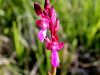 Filename=162_16_06ch_kukavica_metuljasta_Anacamptis_papilionacea_IMG_1099a.jpg
Filesize=183KB
Dimensions=900x675
Date added=Apr 07, 2021 162_16_06ch_kukavica_metuljasta_Anacamptis_papilionacea_IMG_1099a.jpg