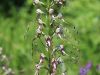 Filename=162_17_01cd_smrdljiva_kukavica_jadranska_Himantoglossum_adriaticum_IMG_0717.jpg
Filesize=149KB
Dimensions=900x675
Date added=Jun 06, 2015 162_17_01cd_smrdljiva_kukavica_jadranska_Himantoglossum_adriaticum_IMG_0717.jpg