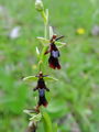 Filename=162_18_01bc_muholiko_macje_uho_Ophrys_insectifera_DSC00180.jpg
Filesize=109KB
Dimensions=675x900
Date added=Jan 27, 2009 162_18_01bc_muholiko_macje_uho_Ophrys_insectifera_DSC00180.jpg