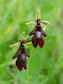 Filename=162_18_01bd_muholiko_macje_uho_Ophrys_insectifera_DSC00169.jpg
Filesize=112KB
Dimensions=675x900
Date added=Jan 27, 2009 162_18_01bd_muholiko_macje_uho_Ophrys_insectifera_DSC00169.jpg