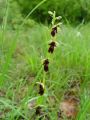 Filename=162_18_01cb_Macje_uho_muholiko_Ophrys_insectifera_cb.JPG
Filesize=162KB
Dimensions=675x900
Date added=Apr 28, 2011 162_18_01cb_Macje_uho_muholiko_Ophrys_insectifera_cb.JPG