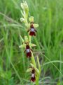 Filename=162_18_01cc_Macje_uho_muholiko_Ophrys_insectifera_cc.JPG
Filesize=132KB
Dimensions=675x900
Date added=Apr 28, 2011 162_18_01cc_Macje_uho_muholiko_Ophrys_insectifera_cc.JPG
