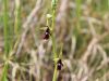 Filename=162_18_01cd_macje_uho_muholiko_Ophrys_insectifera_IMG_0078a.jpg
Filesize=117KB
Dimensions=900x675
Date added=May 23, 2015 162_18_01cd_macje_uho_muholiko_Ophrys_insectifera_IMG_0078a.jpg
