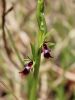 Filename=162_18_01ce_macje_uho_muholiko_Ophrys_insectifera_IMG_0079a.jpg
Filesize=113KB
Dimensions=675x900
Date added=May 23, 2015 162_18_01ce_macje_uho_muholiko_Ophrys_insectifera_IMG_0079a.jpg