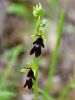 Filename=162_18_01cg_macje_uho_muholiko_Ophrys_insectifera_IMG_1146a.jpg
Filesize=164KB
Dimensions=675x900
Date added=Apr 08, 2021 162_18_01cg_macje_uho_muholiko_Ophrys_insectifera_IMG_1146a.jpg