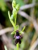 Filename=162_18_01ch_macje_uho_muholiko_Ophrys_insectifera_IMG_1160a.jpg
Filesize=181KB
Dimensions=675x900
Date added=Apr 08, 2021 162_18_01ch_macje_uho_muholiko_Ophrys_insectifera_IMG_1160a.jpg
