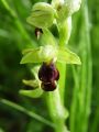 Filename=162_18_02cb_Macje_uho_zlebasto_Ophrys_sulcata_cb.jpg
Filesize=128KB
Dimensions=675x900
Date added=Apr 28, 2011 162_18_02cb_Macje_uho_zlebasto_Ophrys_sulcata_cb.jpg