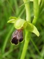 Filename=162_18_02cc_Macje_uho_zlebasto_Ophrys_sulcata_cc.jpg
Filesize=125KB
Dimensions=675x900
Date added=Apr 28, 2011 162_18_02cc_Macje_uho_zlebasto_Ophrys_sulcata_cc.jpg