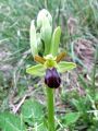 Filename=162_18_02ce_macje_uho_zlebasto_Ophrys_sulcata_2014_04120084.jpg
Filesize=204KB
Dimensions=675x900
Date added=Apr 17, 2014 162_18_02ce_macje_uho_zlebasto_Ophrys_sulcata_2014_04120084.jpg