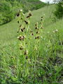 Filename=162_18_03ba_osjeliko_macje_uho_Ophrys_sphegodes.jpg
Filesize=288KB
Dimensions=675x900
Date added=Jan 27, 2009 162_18_03ba_osjeliko_macje_uho_Ophrys_sphegodes.jpg