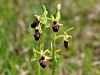 Filename=162_18_03cb_macje_uho_osjeliko_IMG_1119a.jpg
Filesize=202KB
Dimensions=900x675
Date added=Apr 17, 2017 162_18_03cb_macje_uho_osjeliko_IMG_1119a.jpg