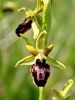Filename=162_18_03cd_macje_uho_osjeliko_IMG_1101a.jpg
Filesize=200KB
Dimensions=675x900
Date added=Apr 17, 2017 162_18_03cd_macje_uho_osjeliko_IMG_1101a.jpg