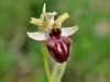Filename=162_18_03ce_macje_uho_osjeliko_IMG_1115a.jpg
Filesize=161KB
Dimensions=900x675
Date added=Apr 17, 2017 162_18_03ce_macje_uho_osjeliko_IMG_1115a.jpg