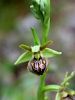 Filename=162_18_04cc_macje_uho_Tommasinijevo_Ophrys_tommasinii_IMG_1149a.jpg
Filesize=168KB
Dimensions=675x900
Date added=Apr 08, 2021 162_18_04cc_macje_uho_Tommasinijevo_Ophrys_tommasinii_IMG_1149a.jpg