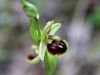 Filename=162_18_04ce_macje_uho_Tommasinijevo__Ophrys_tommasinii_IMG_1150a.jpg
Filesize=173KB
Dimensions=900x675
Date added=Apr 08, 2021 162_18_04ce_macje_uho_Tommasinijevo__Ophrys_tommasinii_IMG_1150a.jpg