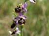 Filename=162_18_06acb_macje_uho_cmrljeliko_Ophrys_holosericea_subsp__holosericea_IMG_0727.jpg
Filesize=160KB
Dimensions=900x675
Date added=Sep 15, 2015 162_18_06acb_macje_uho_cmrljeliko_Ophrys_holosericea_subsp__holosericea_IMG_0727.jpg