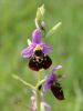 Filename=162_18_06acc_macje_uho_cmrljeliko_Ophrys_holosericea_subsp__holosericea_IMG_0985a.jpg
Filesize=118KB
Dimensions=675x900
Date added=Sep 15, 2015 162_18_06acc_macje_uho_cmrljeliko_Ophrys_holosericea_subsp__holosericea_IMG_0985a.jpg