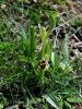 Filename=162_18_06acd_macje_uho_cmrljeliko_Ophrys_holosericea_subsp__holosericea_IMG_0571a.jpg
Filesize=317KB
Dimensions=675x900
Date added=Apr 08, 2021 162_18_06acd_macje_uho_cmrljeliko_Ophrys_holosericea_subsp__holosericea_IMG_0571a.jpg