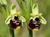 Filename=162_18_06acf_macje_uho_cmrljeliko_Ophrys_holosericea_subsp__holosericea_IMG_0604a.jpg
Filesize=195KB
Dimensions=900x675
Date added=Apr 08, 2021 162_18_06acf_macje_uho_cmrljeliko_Ophrys_holosericea_subsp__holosericea_IMG_0604a.jpg