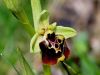 Filename=162_18_06acg_macje_uho_cmrljeliko_Ophrys_holosericea_subsp__holosericea_IMG_0572a.jpg
Filesize=198KB
Dimensions=900x675
Date added=Apr 08, 2021 162_18_06acg_macje_uho_cmrljeliko_Ophrys_holosericea_subsp__holosericea_IMG_0572a.jpg