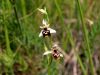 Filename=162_18_06bcc_macje_uho_majhnocvetno_Ophrys_holosericea_subsp__tetraloniae_IMG_2322a.jpg
Filesize=170KB
Dimensions=900x675
Date added=Jun 17, 2017 162_18_06bcc_macje_uho_majhnocvetno_Ophrys_holosericea_subsp__tetraloniae_IMG_2322a.jpg