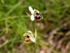 Filename=162_18_06bcd_macje_uho_majhnocvetno_Ophrys_holosericea_subsp__tetraloniae_IMG_2314a.jpg
Filesize=162KB
Dimensions=900x675
Date added=Jun 17, 2017 162_18_06bcd_macje_uho_majhnocvetno_Ophrys_holosericea_subsp__tetraloniae_IMG_2314a.jpg