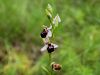 Filename=162_18_06bce_macje_uho_majhnocvetno_Ophrys_holosericea_subsp__tetraloniae_IMG_2335a.jpg
Filesize=171KB
Dimensions=900x675
Date added=Apr 08, 2021 162_18_06bce_macje_uho_majhnocvetno_Ophrys_holosericea_subsp__tetraloniae_IMG_2335a.jpg