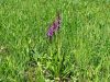 Filename=162_19_06bci_kukavica_zvezdnata_Orchis_mascula_subsp__speciosa_IMG_5701a.jpg
Filesize=583KB
Dimensions=900x675
Date added=Apr 07, 2021 162_19_06bci_kukavica_zvezdnata_Orchis_mascula_subsp__speciosa_IMG_5701a.jpg