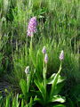 Filename=162_19_10ab_kukavica_celadasta_Orchis_militaris_DSC08839.jpg
Filesize=343KB
Dimensions=675x900
Date added=Oct 20, 2008 162_19_10ab_kukavica_celadasta_Orchis_militaris_DSC08839.jpg