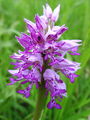 Filename=162_19_10ad_kukavica_celadasta_Orchis_militaris_DSC09083.jpg
Filesize=160KB
Dimensions=675x900
Date added=Oct 20, 2008 162_19_10ad_kukavica_celadasta_Orchis_militaris_DSC09083.jpg