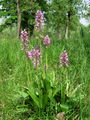 Filename=162_19_10bb_celadasta_kukavica_Orchis_militaris_DSC00106.jpg
Filesize=326KB
Dimensions=675x900
Date added=Jan 27, 2009 162_19_10bb_celadasta_kukavica_Orchis_militaris_DSC00106.jpg