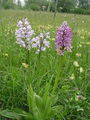 Filename=162_19_10bc_celadasta_kukavica_Orchis_militaris_DSC09260.jpg
Filesize=253KB
Dimensions=675x900
Date added=Jan 27, 2009 162_19_10bc_celadasta_kukavica_Orchis_militaris_DSC09260.jpg