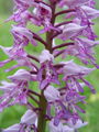 Filename=162_19_10bd_celadasta_kukavica_Orchis_militaris_DSC09280.jpg
Filesize=169KB
Dimensions=675x900
Date added=Jan 27, 2009 162_19_10bd_celadasta_kukavica_Orchis_militaris_DSC09280.jpg